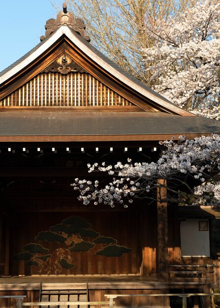 日光の下で東京のきれいな桃の木の花