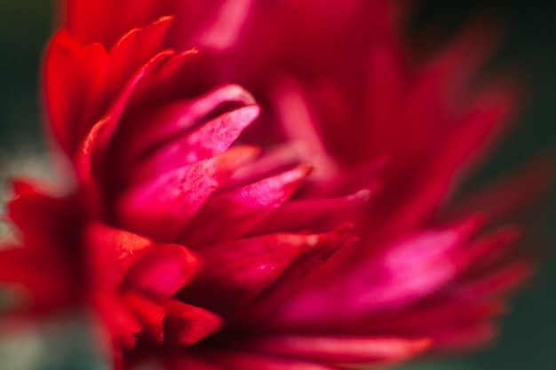 Pretty red dahlia in blossom