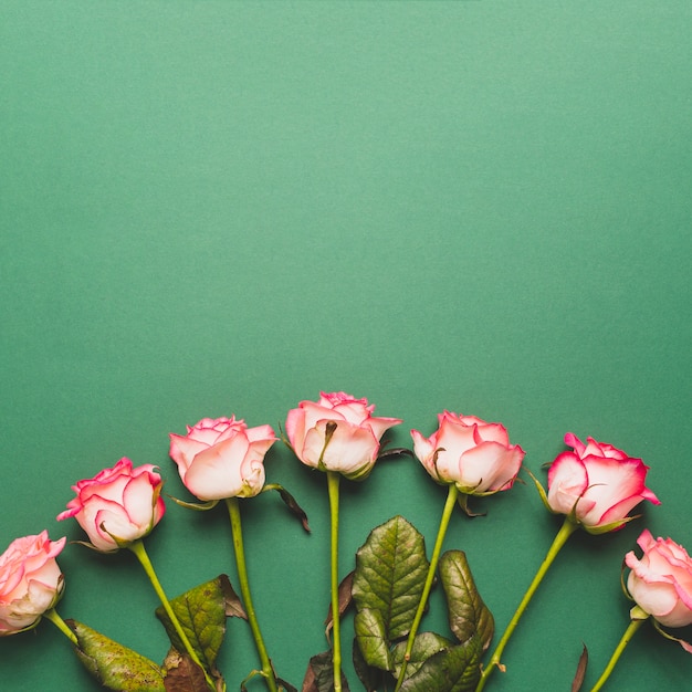 Belle rose su verde