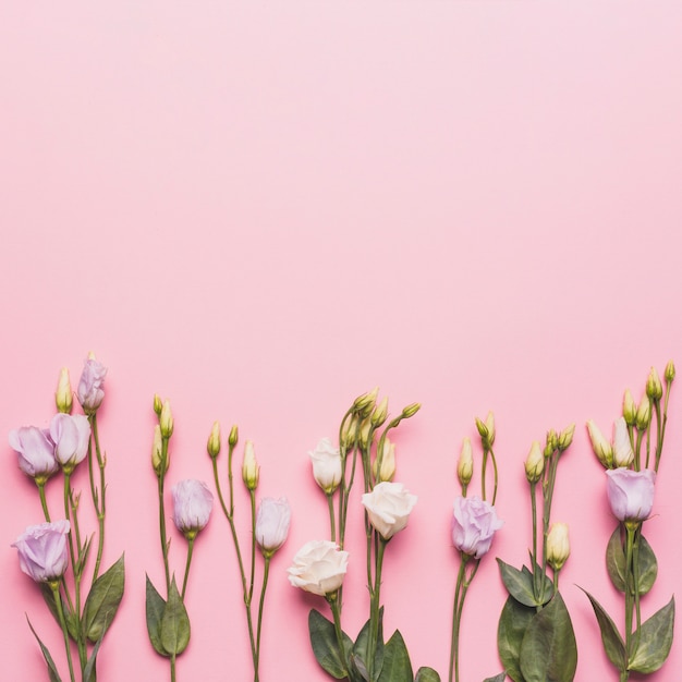 Бесплатное фото Довольно розы на розовом