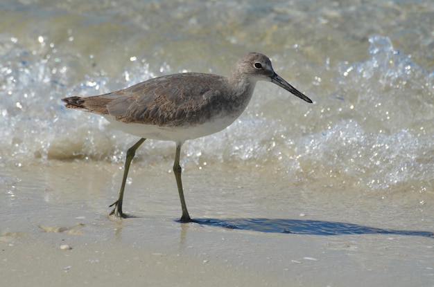 Pretty sandpiper playing in the gentle shore waves on the beach.