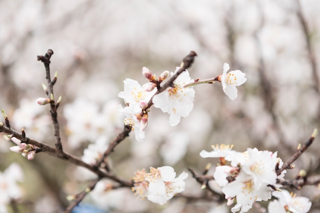 Pretty scene of almond blossoms