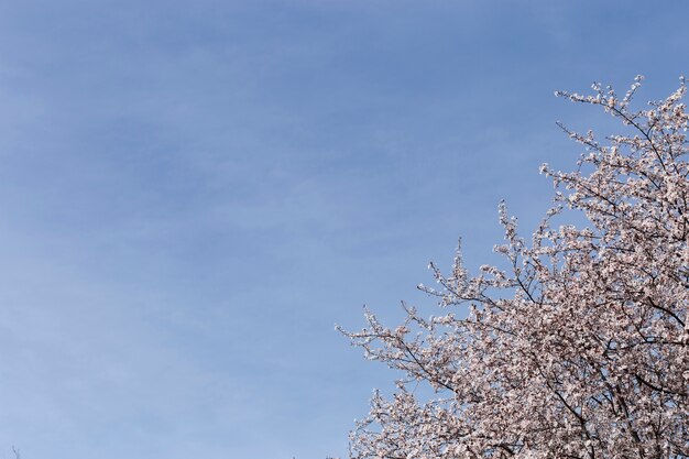 Pretty scene of flowering branches and sky