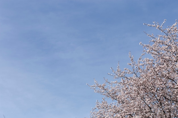 Pretty scene of flowering branches and sky