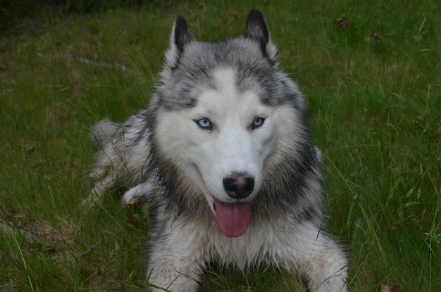 無料写真 ピンクの舌を持つかわいいシベリアンハスキー犬