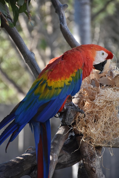 Free photo pretty side profile of a scarlet macaw bird on a perch.