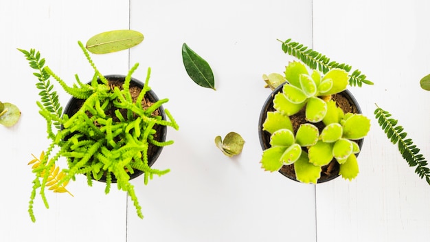 Pretty succulents near plant leaves