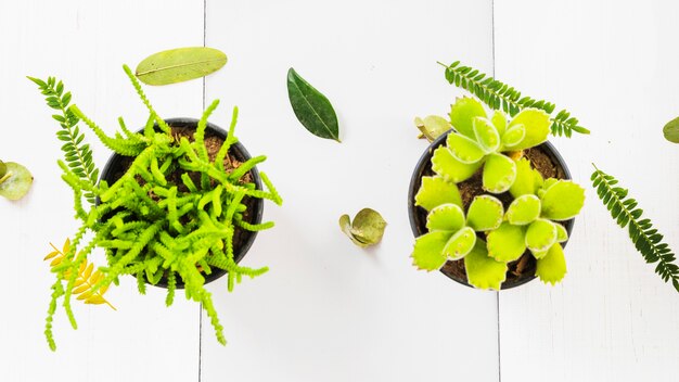 植物の葉の近くのかなりの多肉植物