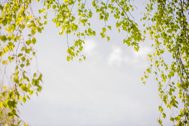 Pretty view of leaves with sky background