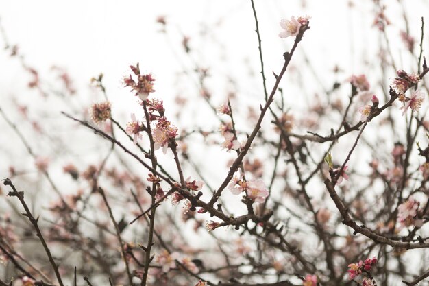 Pretty view of twigs in bloom