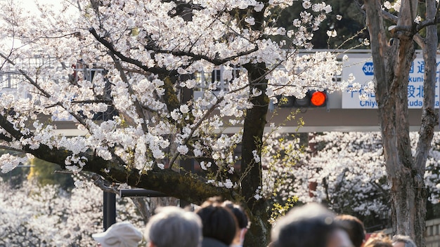 きれいな白い桃の木の花