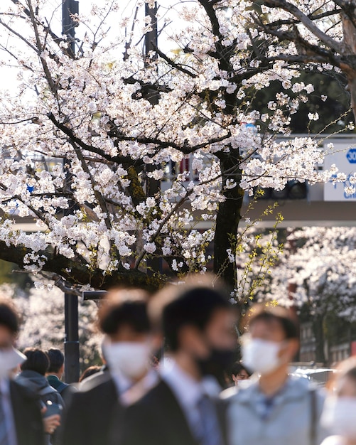 Foto gratuita piuttosto bianco fiore di pesco