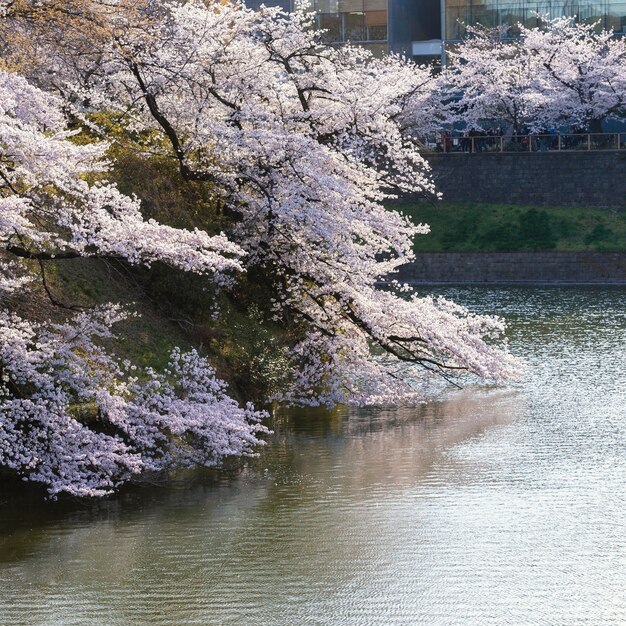 きれいな白い桃の木の花