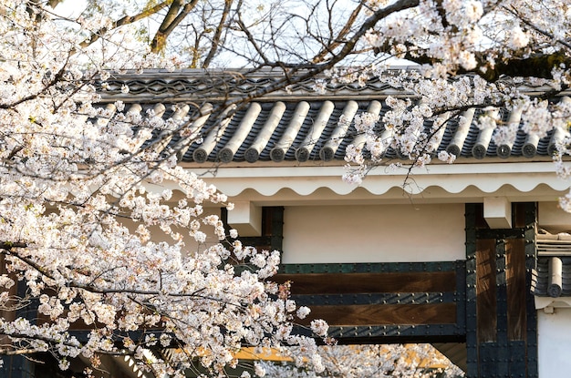 きれいな白い桃の木の花