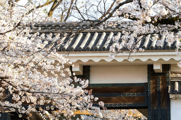 Pretty white peach tree blossom