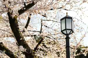 Foto gratuita piuttosto bianco fiore di pesco