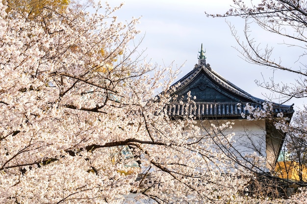 Free photo pretty white peach tree blossom