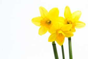 Download Daffodil Vectors, Photos and PSD files | Free Download