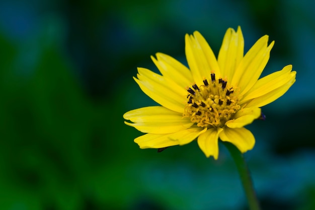 Pretty yellow daisy