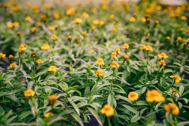 Pretty yellow flowers on a blooming thyme plant