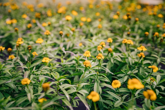 Довольно желтые цветы на цветущем растении тимьяна