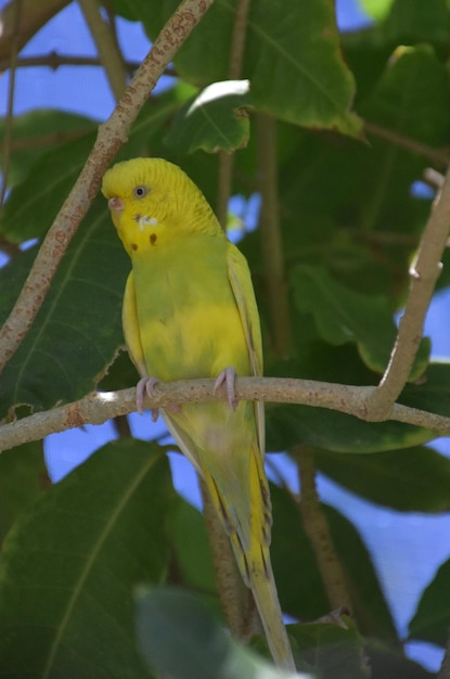 Довольно желтый попугай с зеленым на груди.
