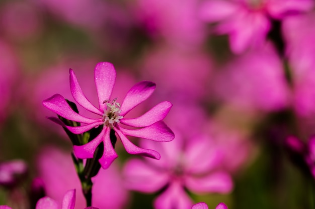 PrettyPink Pirouette, a small pink flower in the Maltese countryside