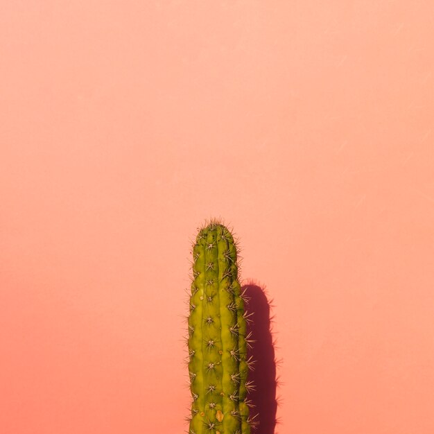 Prickly pear cactus on colored background