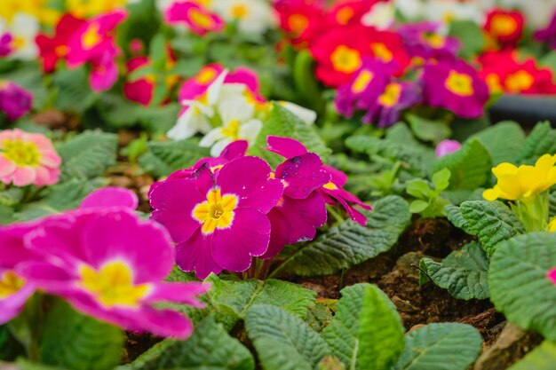 プリムラの最初の春の花のクローズ アップの選択と集中咲くサクラソウの背景のアイデアまたは地球の日や世界女性の日のカードのクリエイティブ