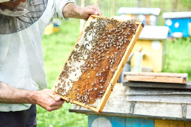 Professional beekeeper working with bees holding honeycomb from a beehive.