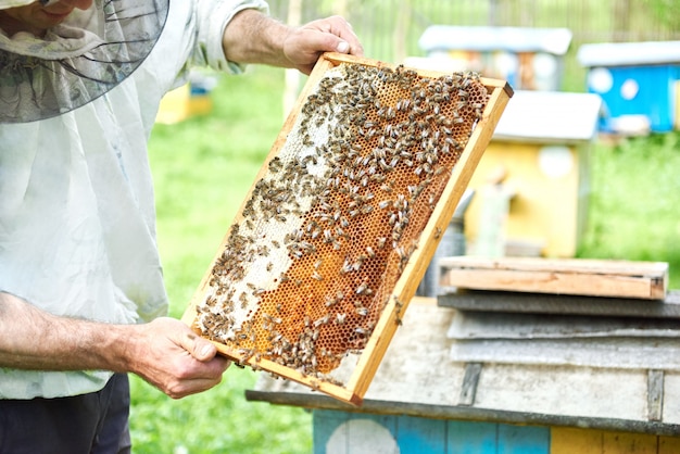 Professional beekeeper working with bees holding honeycomb from a beehive.