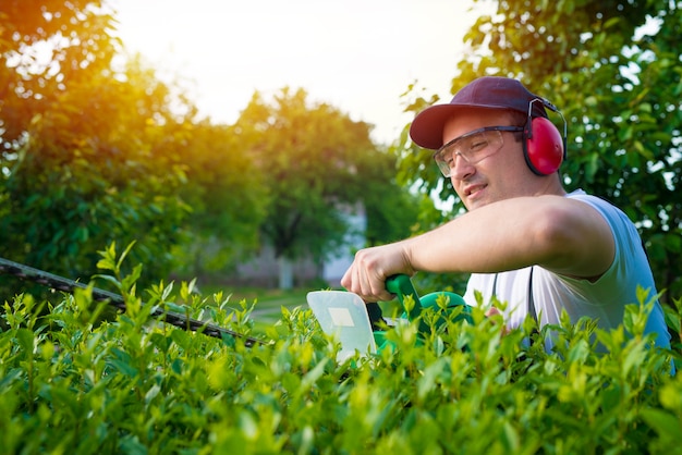 Professional gardener trimming hedge in the yard