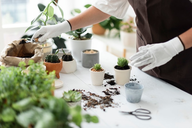 Professional plant nursery worker repotting a plant