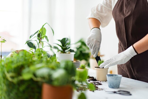 Professional plant nursery worker repotting a plant