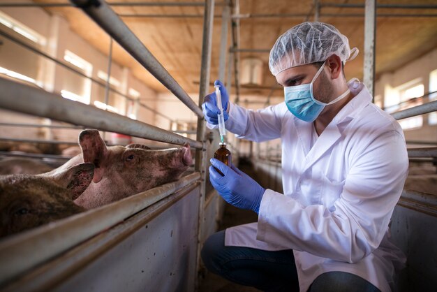 Профессиональный ветеринар в белом халате и маске, держащий шприц и лекарство, готовится к вакцинации свиней для предотвращения болезней