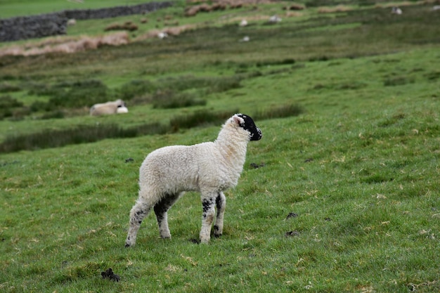 Profile of a black and white young lamb in a field.