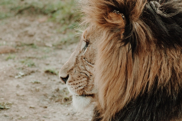 Profile close up shot of male lion