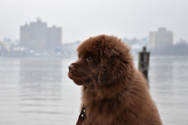 バックグラウンドでニューヨークのスカイラインを持つニューファンドランドの子犬のプロファイル