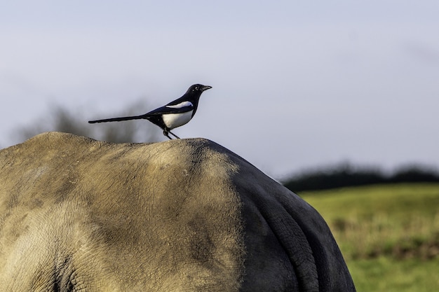 Profile shot of a cute Eurasian magpie or common magpie bird sitting on the elephant's ba