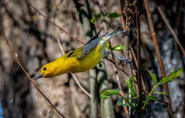 무료 사진 prothonotary warbler (protonotaria citrea