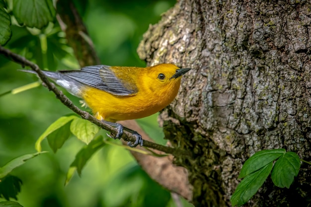 Free photo prothonotary warbler  (protonotaria citrea