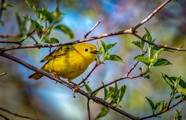 Foto gratuita protonotaria warbler (protonotaria citrea