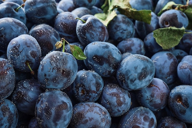 Foto gratuita prugne con diverse foglie in gocce d'acqua primo piano messa a fuoco selettiva profondità di campo ridotta foto di cibo frutta matura raccolta di prugne prugne in autunno ecoprodotti della fattoria immagine del prodotto di frutta