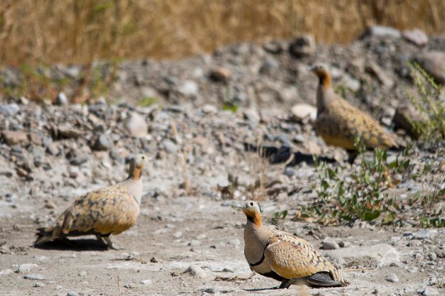 Pterocles orientalis - the ortega ganga or simply ortega is a species of bird in the pteroclididae family.