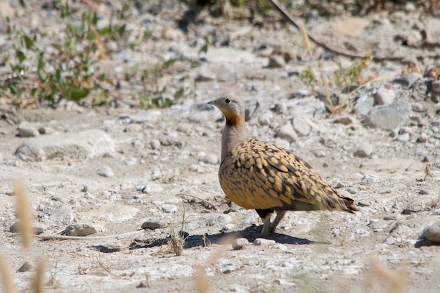 Pterocles orientalis - the ortega ganga or simply ortega is a species of bird in the pteroclididae family.