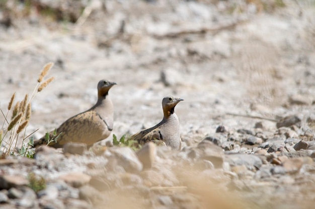 Pterocles orientalis - the ortega ganga or simply ortega is a species of bird in the pteroclididae family.