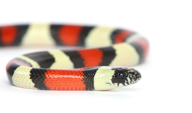 Free photo pueblan milk snake