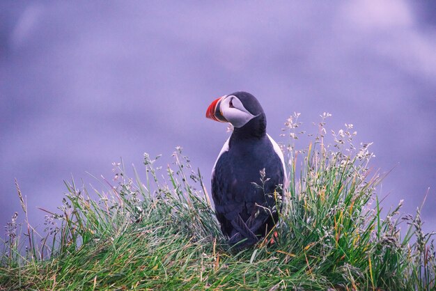 Puffin bird on grass