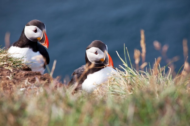 Free photo puffin