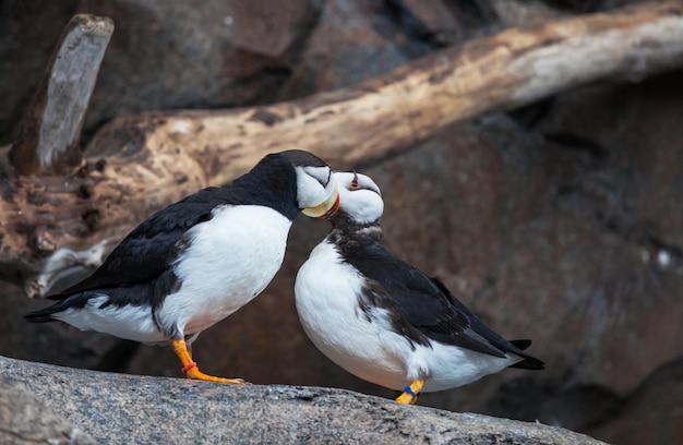 Free photo puffin